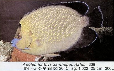 Apolemichthys xanthopunctatus